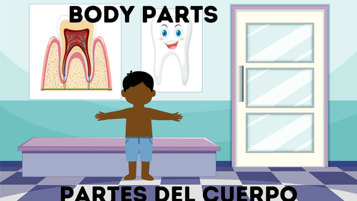 K-12th Grade Editable English/Spanish 53 slide PowerPoint Learn the Upper Body