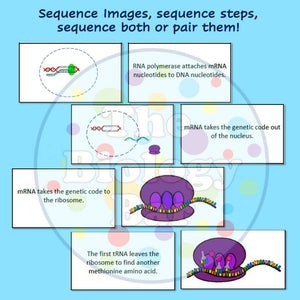 Biology Protein Synthesis Sequence Card Sort