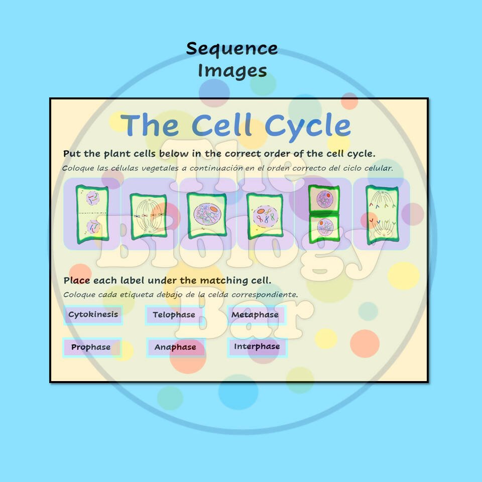 Cell Cycle Interactivity Biology Cell Cycle & Mitosis Interactive PowerPoint – Bilingual Marketplace