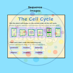 Biology Cell Cycle & Mitosis Interactive PowerPoint