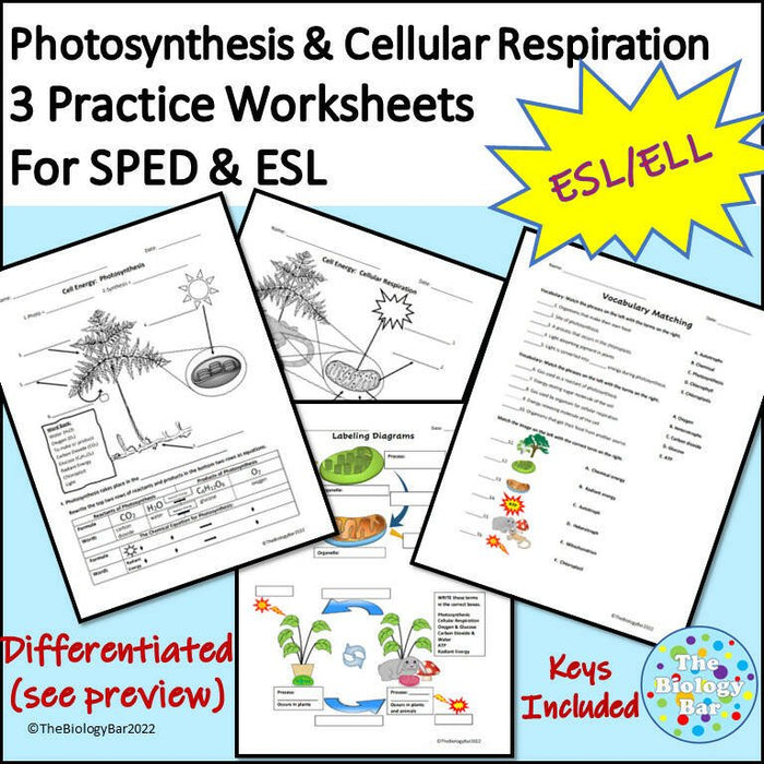 Biology Cell Energy Worksheet Set of 3