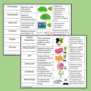 Biology Cell Energy Vocabulary Notes