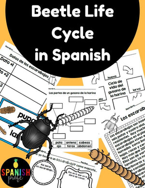 Beetle Life Cycle in Spanish (Mealworm) Ciclo de vida del escarabajo