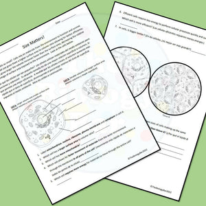 Biology Cell Size and Transport