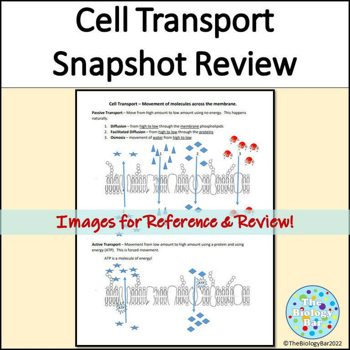 Biology Cell Transport Types Handout