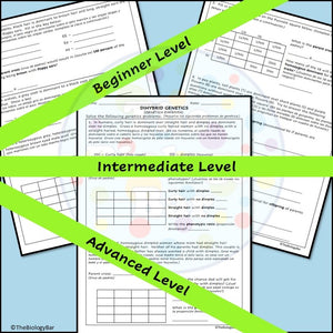 Genetics Dihybrid Punnett Square Problems