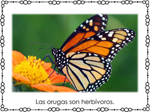 Butterfly Life Cycle El ciclo de vida de la mariposa