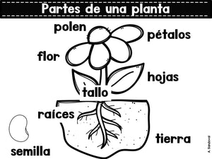 Plant Unit  Plantas