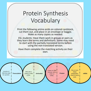 Biology Protein Synthesis Vocabulary Chain