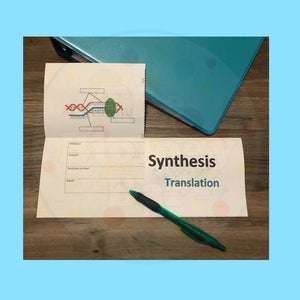 Biology Protein Synthesis Foldable