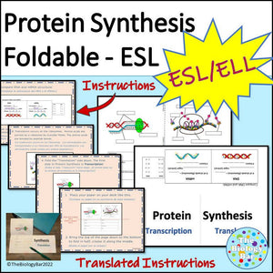 Biology Protein Synthesis Foldable