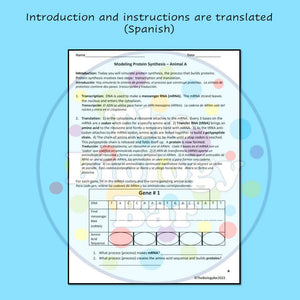 Biology Protein Synthesis DNA to Organism Worksheet