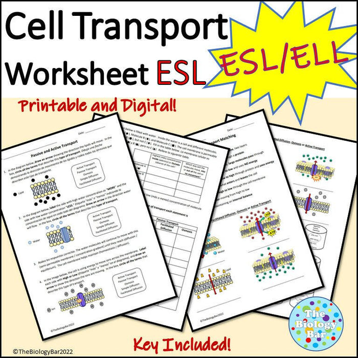 Biology Cell Transport Worksheet