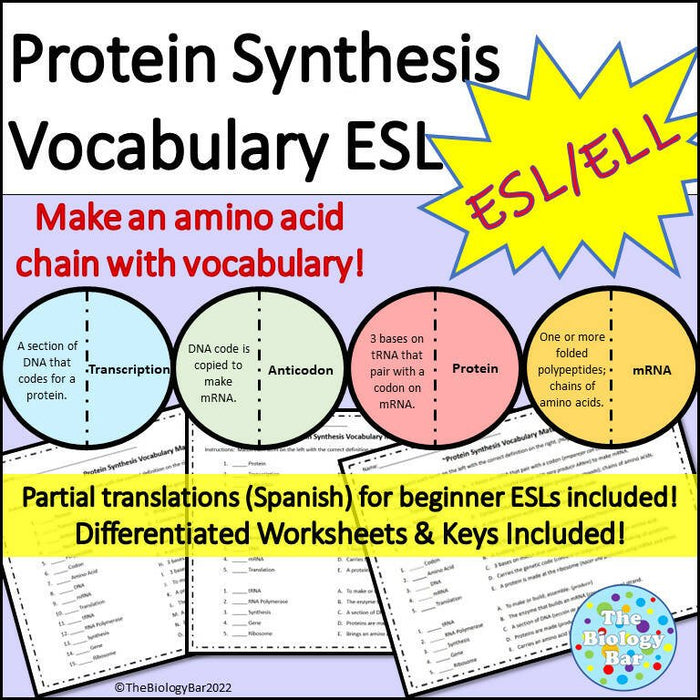 Biology Protein Synthesis Vocabulary Chain