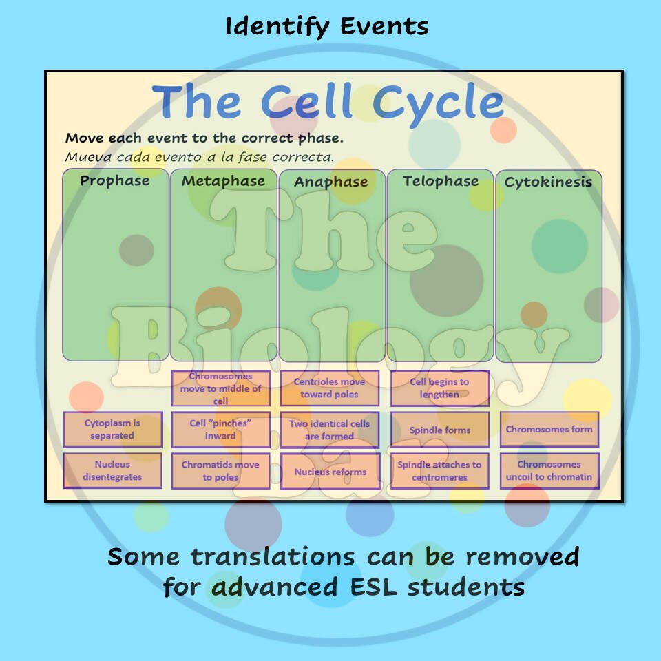 Cell Cycle Interactivity Biology Cell Cycle & Mitosis Interactive PowerPoint – Bilingual Marketplace