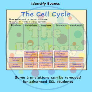 Biology Cell Cycle & Mitosis Interactive PowerPoint