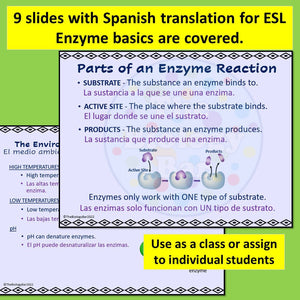Biology Enzyme PowerPoint Notes and Student Notes