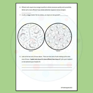 Biology Cell Size and Transport