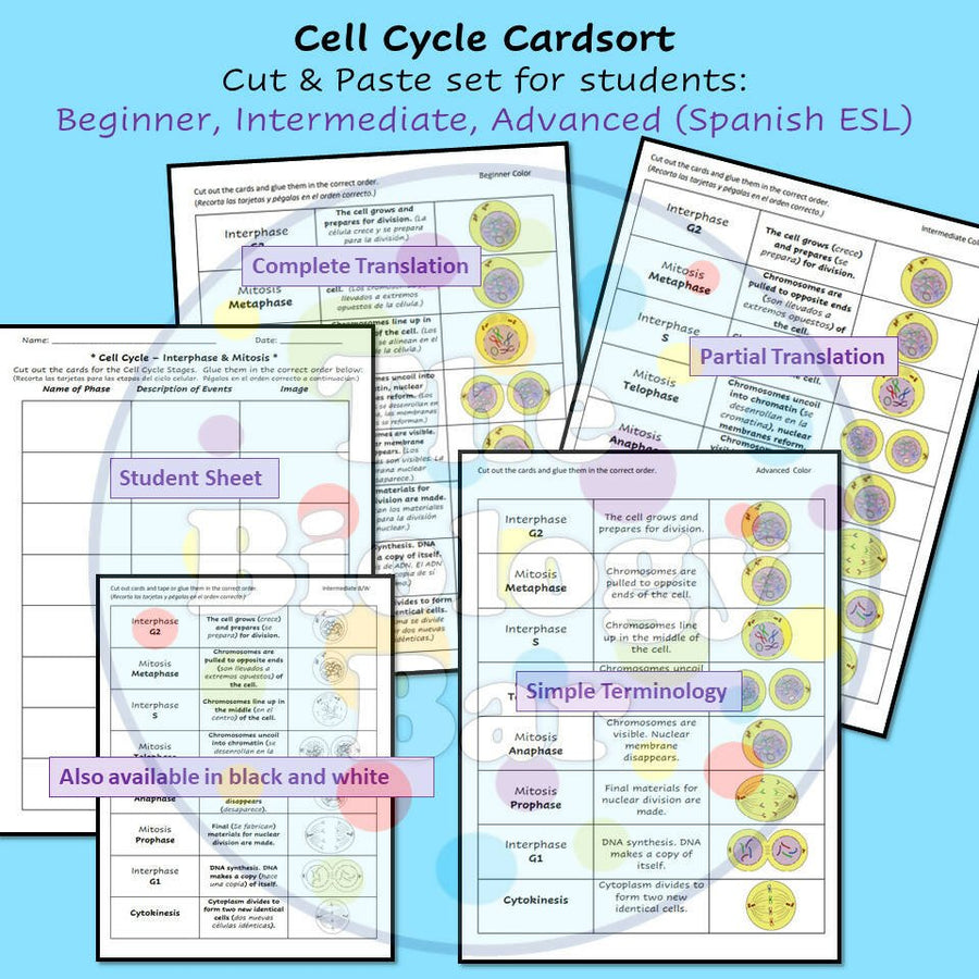 Cell Structure Card Sort Biology Cell Cycle Mitosis Card Sort – Bilingual Marketplace