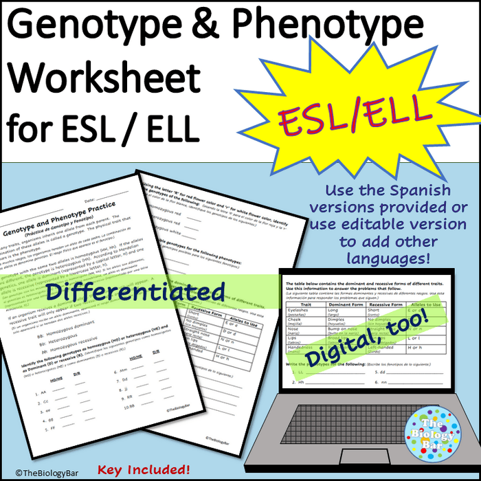 Genetics Genotypes and Phenotypes Worksheet