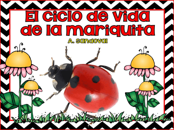 Ladybug Life Cycle Ciclo de vida de las mariquitas