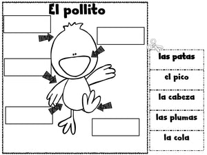 Chicken Life Cycle El ciclo de vida de la gallina