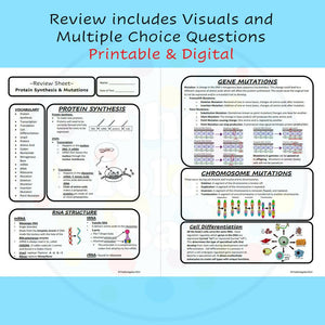 Biology Protein Synthesis and Mutations Review and Test