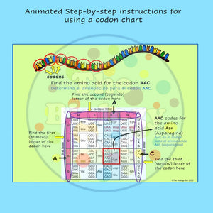Biology Protein Synthesis PowerPoint and Student Notes