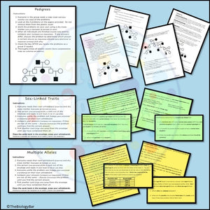 Genetics Station Review