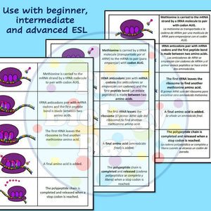 Biology Protein Synthesis Sequence Card Sort