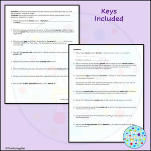 Biology Meiosis Sequence Cut & Paste Worksheet