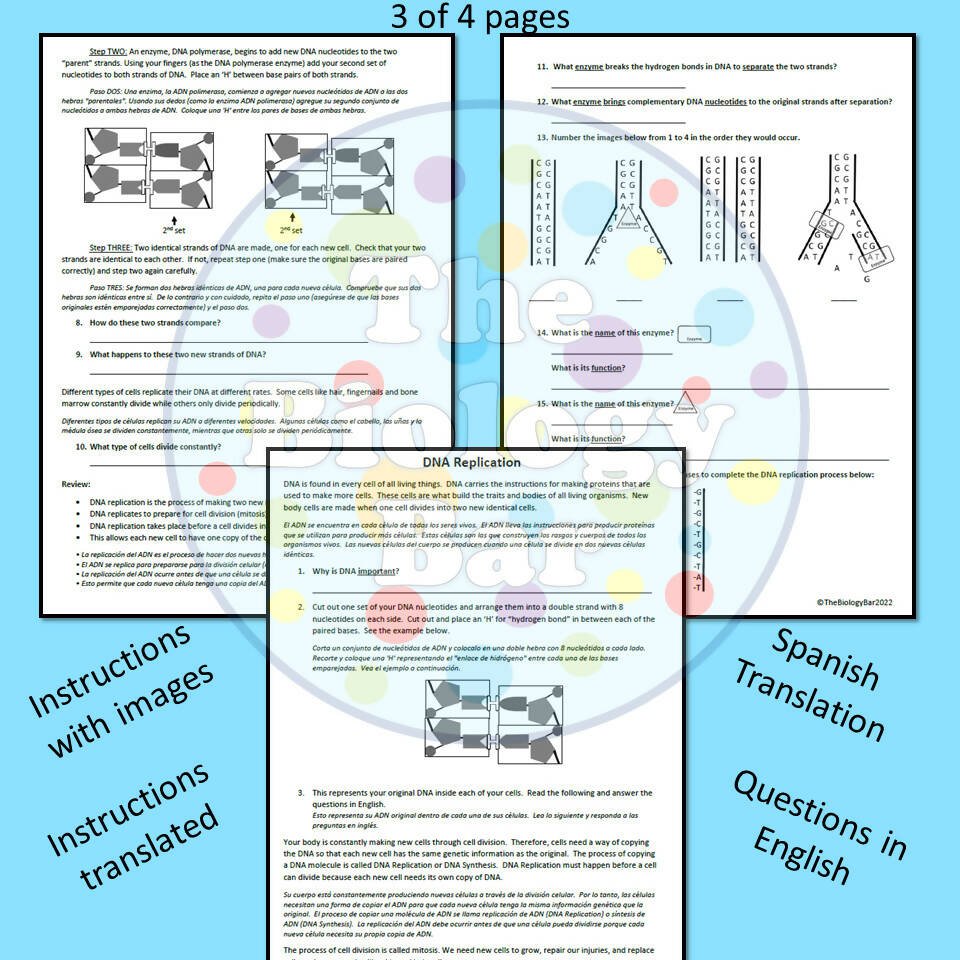 dna replication diagram worksheet