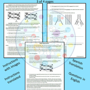 Biology DNA Replication Model and Worksheet