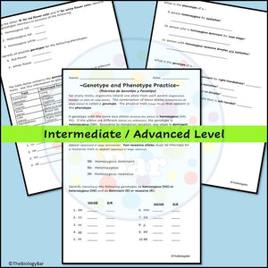 Genetics Genotypes and Phenotypes Worksheet