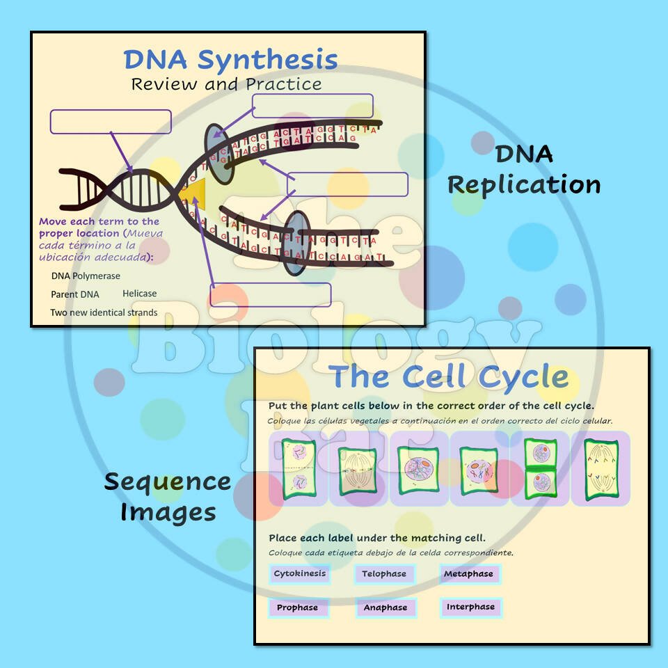 Cell Cycle Interactivity Biology Cell Cycle & Mitosis Interactive PowerPoint – Bilingual Marketplace