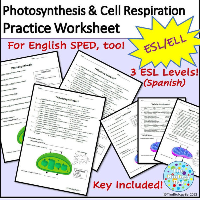 Biology Cell Energy Worksheet Set of 2