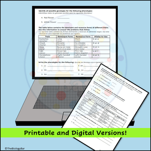 Genetics Genotypes and Phenotypes Worksheet