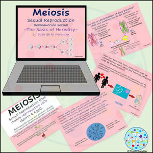 Biology Meiosis Notes