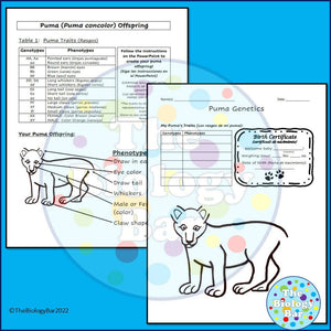 Biology Meiosis Wildcat Baby Genetics