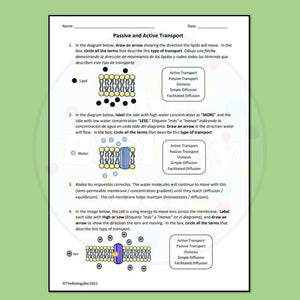 Biology Cell Transport Worksheet